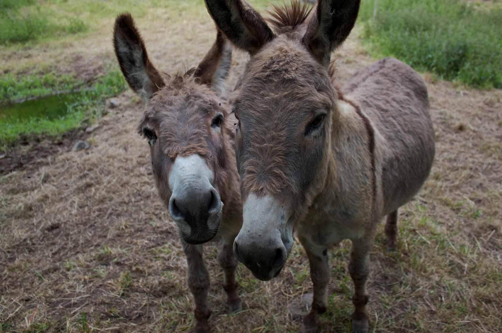 Les chèvres et les ânes